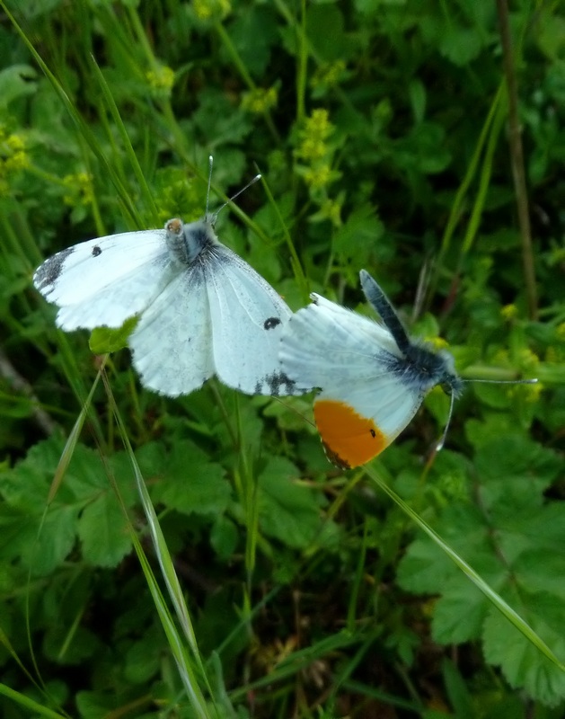 il balletto dell''Aurora